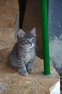 grey Persian kitten sitting near green post thumbnail