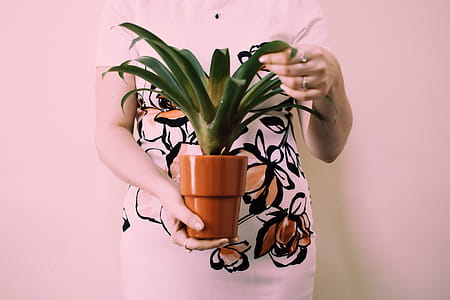 Person Holding Brown Pot With Green Leaf Palm thumbnail