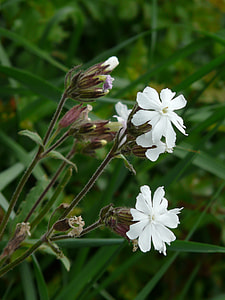White Lichtnelke, Campion thumbnail