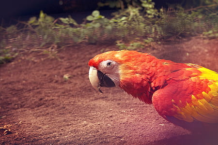 red and yellow bird on ground during daytime thumbnail