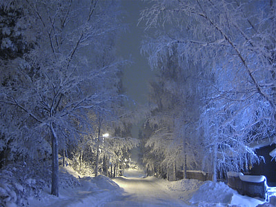 trees filled with white snow thumbnail