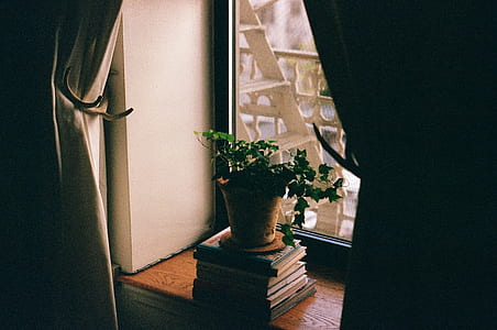 green potted plant near window thumbnail