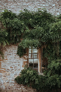 green leaf plants on house wall during daytime thumbnail