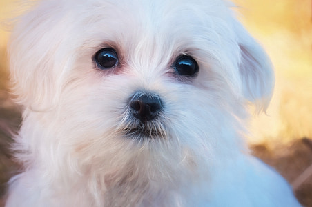 white Maltese puppy thumbnail