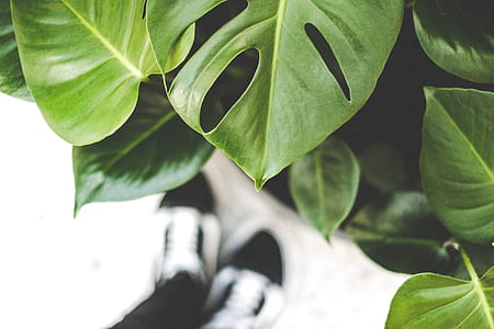 shallow focus photography of green leaves thumbnail