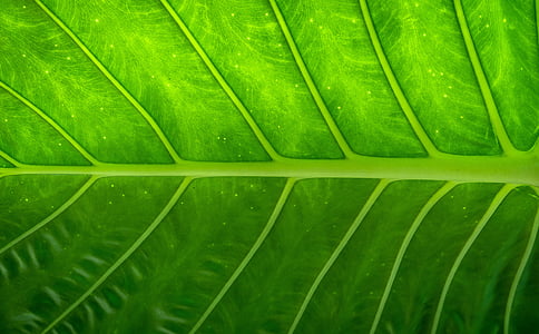 close-up photo of green leaf thumbnail