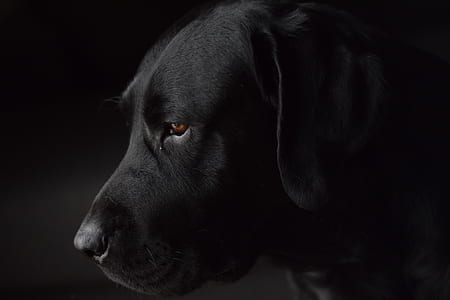 shallow focus photography of black Labrador retriever thumbnail