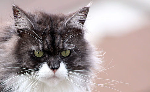 black and white cat thumbnail