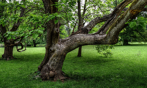 focus photo of green leafed tree thumbnail