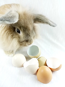 brown rabbit on white blanket thumbnail