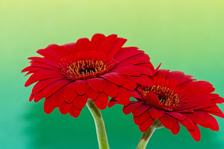 closeup photo of two red petaled flowers thumbnail