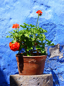 red flowers on brown pot thumbnail