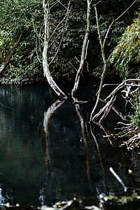River reflection in the middle of the forest thumbnail