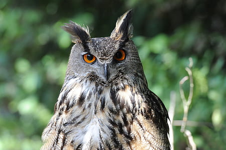 selective photography of gray great horn owl thumbnail