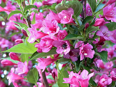 selective focus photography of pink petaled flowers thumbnail