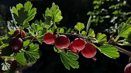 round red fruits thumbnail