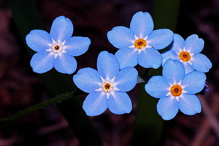 painting of blue flowers thumbnail