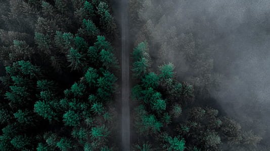 aerial photo of road in between pine trees thumbnail