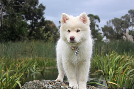 white Siberian husky puppy standing on rock thumbnail