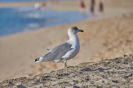 shallow focus photography of white and gray bird thumbnail