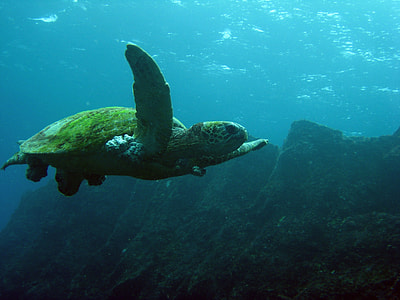 green turtle swimming in body of water thumbnail