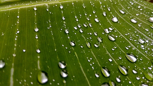 nature, water, summer, garden thumbnail