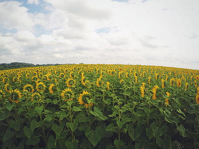 sunflower field thumbnail
