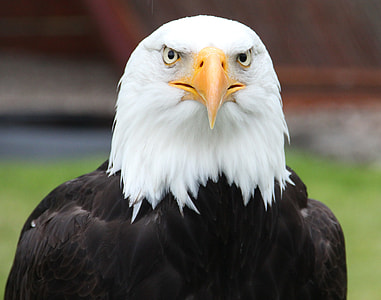 white and black bald eagle thumbnail