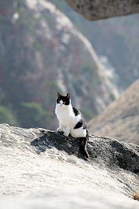 tuxedo cat sitting on cliff thumbnail