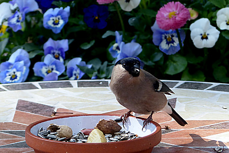 bird on brown bowl thumbnail