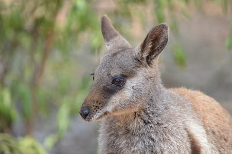 selective focus photo of kangaroo thumbnail