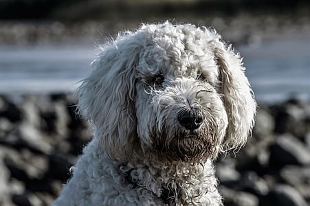 selective focus photography of curly-coated white dog thumbnail
