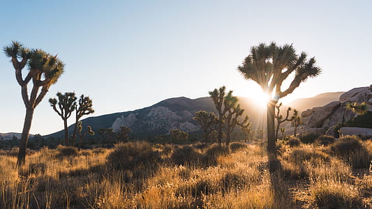 photo of green leaf trees during sunset thumbnail