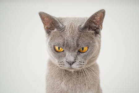Closeup Photo of Gray Cat thumbnail