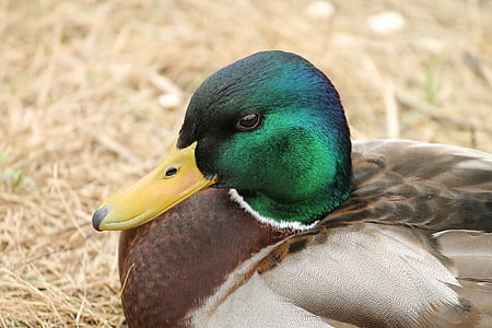 mallard duck thumbnail
