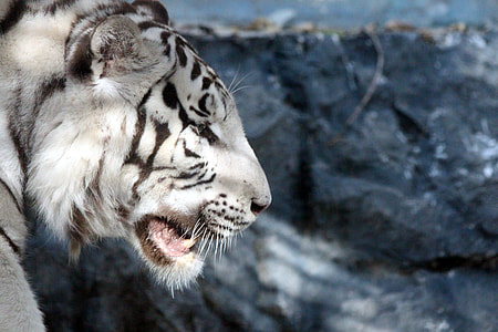 white and black tiger thumbnail