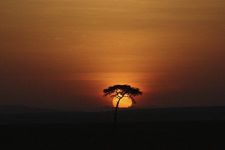 silhouette lone tree during golden hour thumbnail