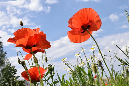 red petaled flowers thumbnail