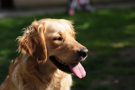 selective focus photo of golden retriever thumbnail