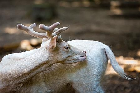 beige deer selective focus photography thumbnail