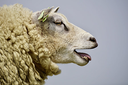 beige sheep thumbnail