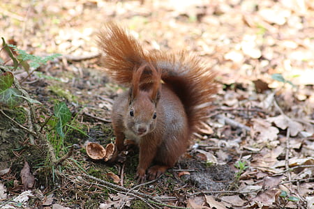 squirrel on ground during daytime thumbnail