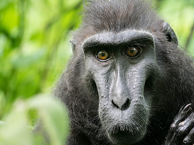 Celebes Crested Macaque, Monkey thumbnail
