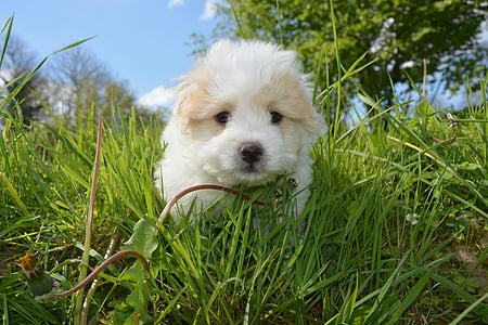 curly-coated white puppy on grass thumbnail