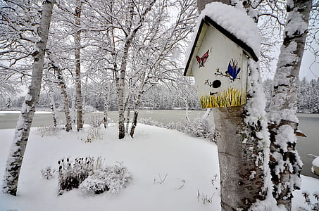 snow-covered trees thumbnail