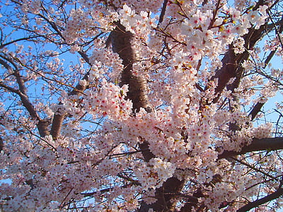 close-up photography of pink cherry blossom at daytime thumbnail