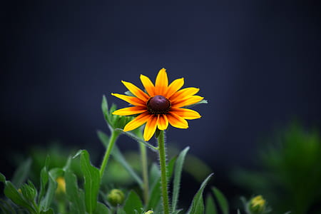 tilt shift photography yellow petaled flower thumbnail