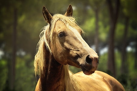 shallow focus photography of brown horse thumbnail