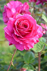 closeup photo of pink petaled flower thumbnail