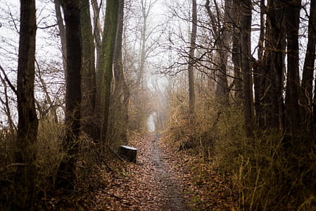 Photo of Dirt Pathway Between Trees thumbnail
